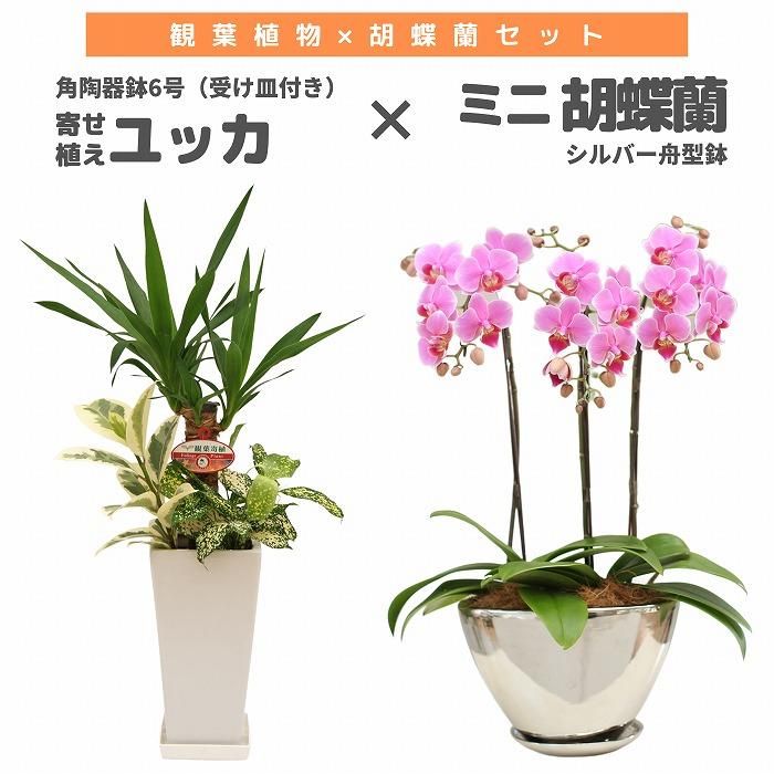 տʪȸĳå 󤻿(å)6(ƫȭդ)ߥߥ˸ĳ(Сȭ)