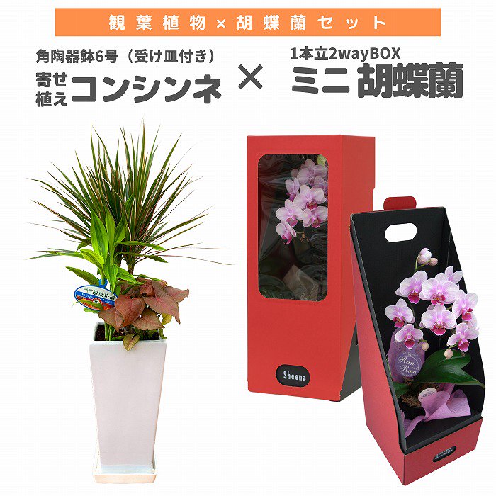 観葉植物と胡蝶蘭セット 寄せ植え(コンシンネ)8号(陶器鉢・受け皿付き)×ミニ胡蝶蘭(1本立2wayBOX入り)‐サムライフラワー