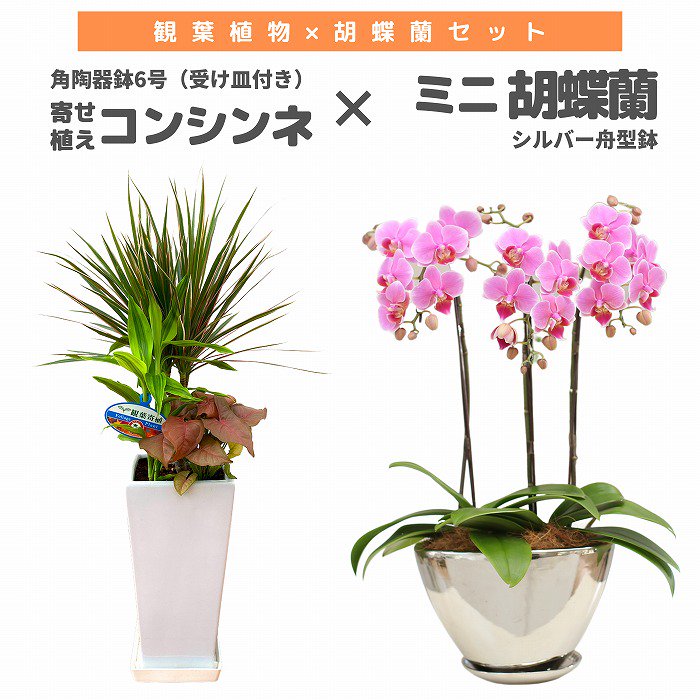 観葉植物と胡蝶蘭セット 寄せ植え(コンシンネ)6号(陶器鉢・受け皿付き