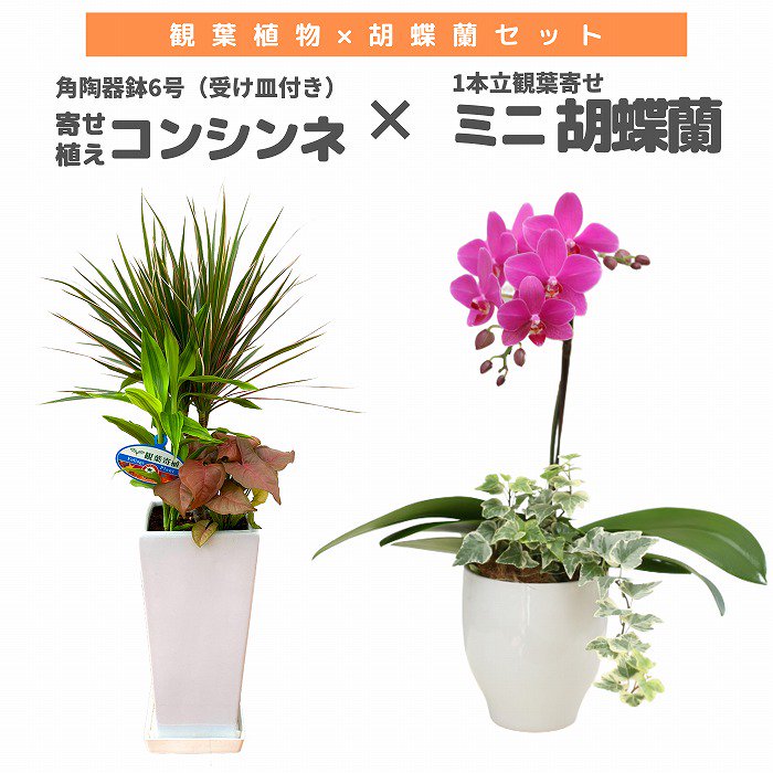 観葉植物と胡蝶蘭セット 寄せ植え(コンシンネ)6号(陶器鉢・受け皿付き)×ミニ胡蝶蘭(1本立観葉寄せ)‐サムライフラワー