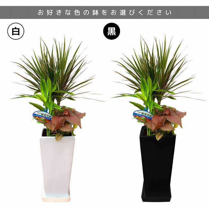 観葉植物と胡蝶蘭セット 寄せ植え(コンシンネ)6号(陶器鉢・受け皿付き)×ミニ胡蝶蘭(1本立観葉寄せ)‐サムライフラワー