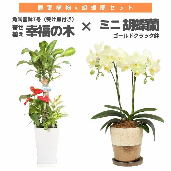 観葉植物と胡蝶蘭セット 幸福の木5号(陶器鉢・受け皿付き)×ミニ