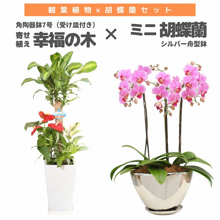 観葉植物と胡蝶蘭セット コンシンネ5号(陶器鉢・受け皿付き)×ミニ胡蝶蘭(シルバー舟型鉢)‐サムライフラワー