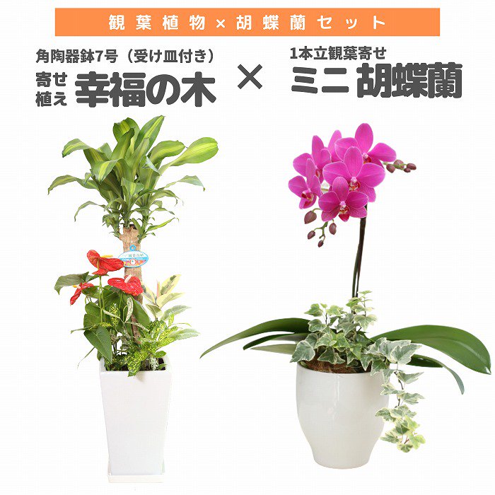 観葉植物と胡蝶蘭セット 寄せ植え(幸福の木)7号(陶器鉢・受け皿付き)×ミニ胡蝶蘭(1本立観葉寄せ)‐サムライフラワー