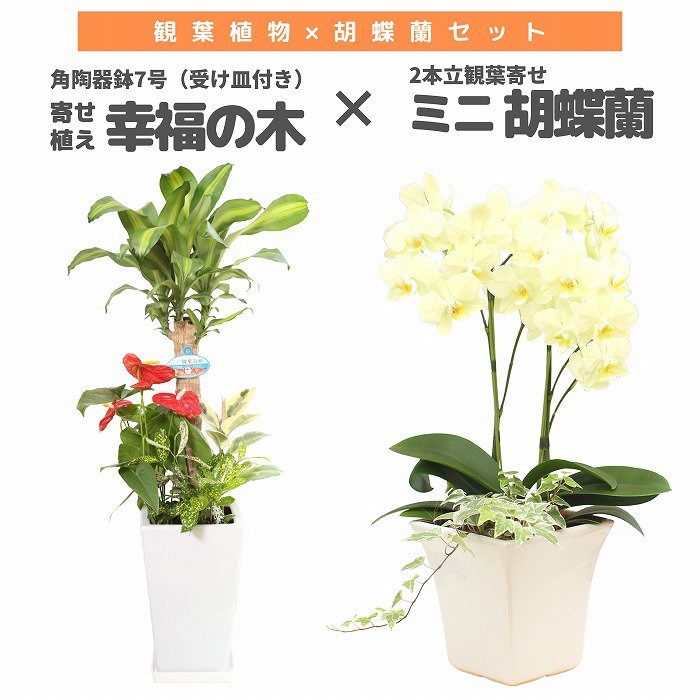 観葉植物と胡蝶蘭セット 寄せ植え(幸福の木)8号(陶器鉢・受け皿付き)×ミニ胡蝶蘭(1本立観葉寄せ)‐サムライフラワー