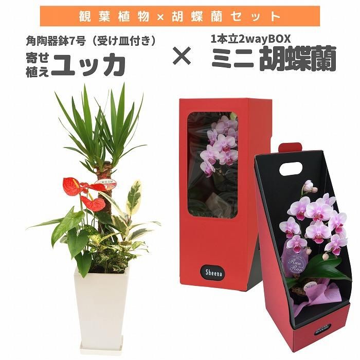 おみつさまご購入　リメイク鉢　素焼き鉢６号と受け皿セット 秋色おねむなうさぎさん おみつさまご購入 リメイク鉢 素焼き鉢6号と受け皿セット 秋色