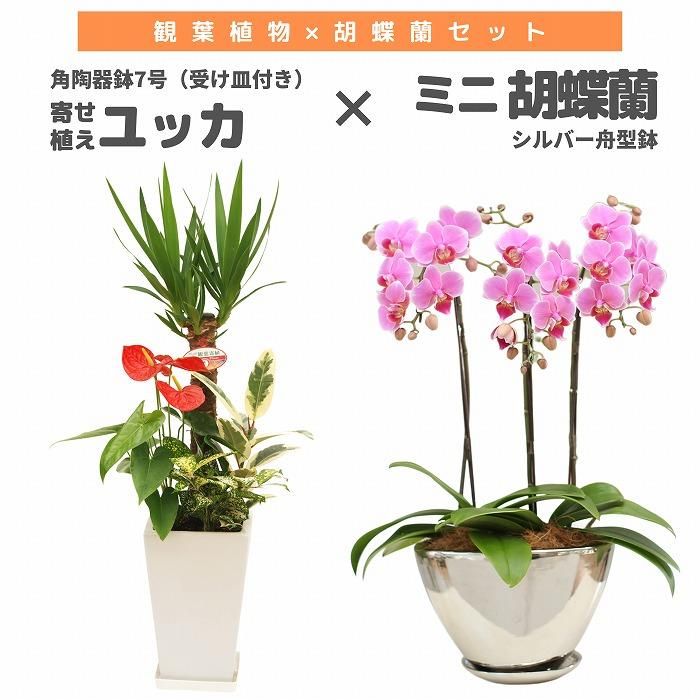 տʪȸĳå 󤻿(å)7(ƫȭդ)ߥߥ˸ĳ(Сȭ)