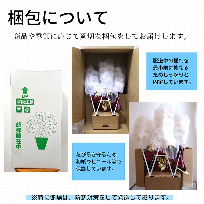 観葉植物と胡蝶蘭セット 寄せ植え(コンシンネ)7号(陶器鉢・受け皿付き)×ミニ胡蝶蘭(2本立2wayBOX入り)‐サムライフラワー