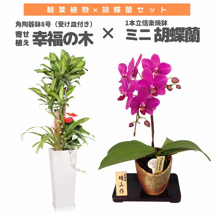 観葉植物と胡蝶蘭セット 幸福の木5号(陶器鉢・受け皿付き)×ミニ胡蝶蘭(1本立信楽焼鉢)