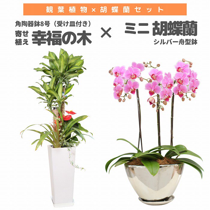 観葉植物と胡蝶蘭セット モンステラ6号(陶器鉢・受け皿付き)×ミニ胡蝶蘭(シルバー舟型鉢)‐サムライフラワー