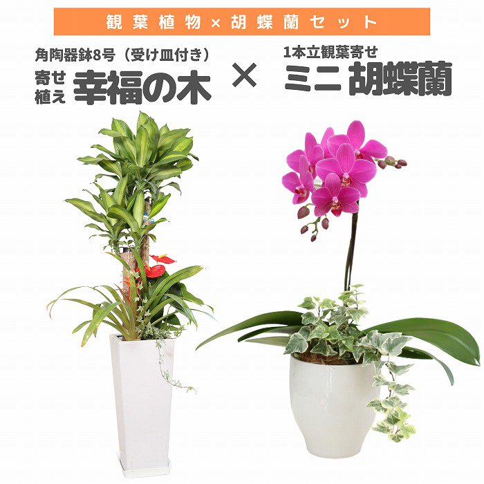 観葉植物と胡蝶蘭セット 寄せ植え(幸福の木)8号(陶器鉢・受け皿付き)×ミニ胡蝶蘭(1本立観葉寄せ)‐サムライフラワー