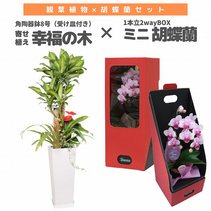 観葉植物と胡蝶蘭セット 寄せ植え(幸福の木)8号(陶器鉢・受け皿付き)×ミニ胡蝶蘭(1本立観葉寄せ)‐サムライフラワー