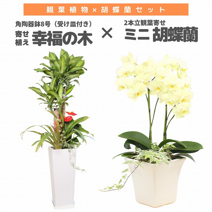 観葉植物と胡蝶蘭セット 寄せ植え(幸福の木)8号(陶器鉢・受け皿付き)×ミニ胡蝶蘭(1本立観葉寄せ)‐サムライフラワー