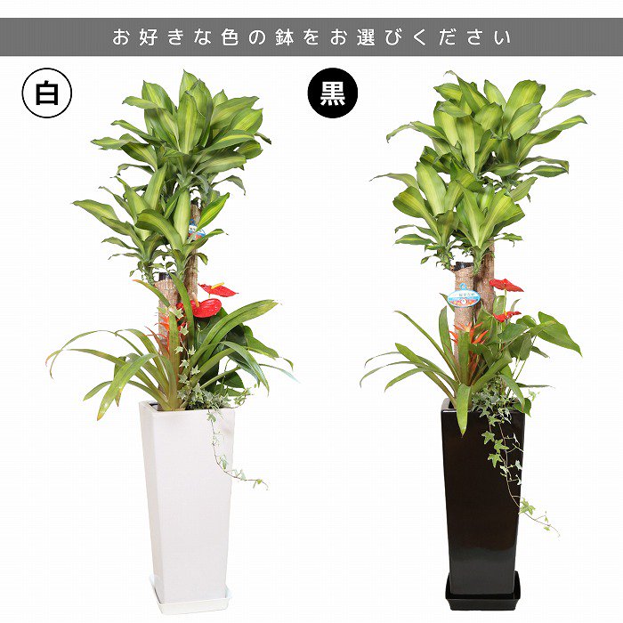 観葉植物と胡蝶蘭セット 寄せ植え(幸福の木)8号(陶器鉢・受け皿付き)×ミニ胡蝶蘭(2本立観葉寄せ)‐サムライフラワー