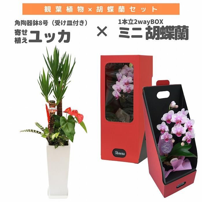 տʪȸĳå 󤻿(å)8(ƫȭդ)ߥߥ˸ĳ(1Ω2wayBOX)