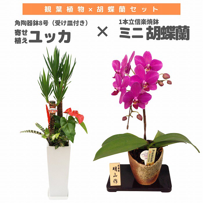 観葉植物と胡蝶蘭セット 寄せ植え(ユッカ)8号(陶器鉢・受け皿付き