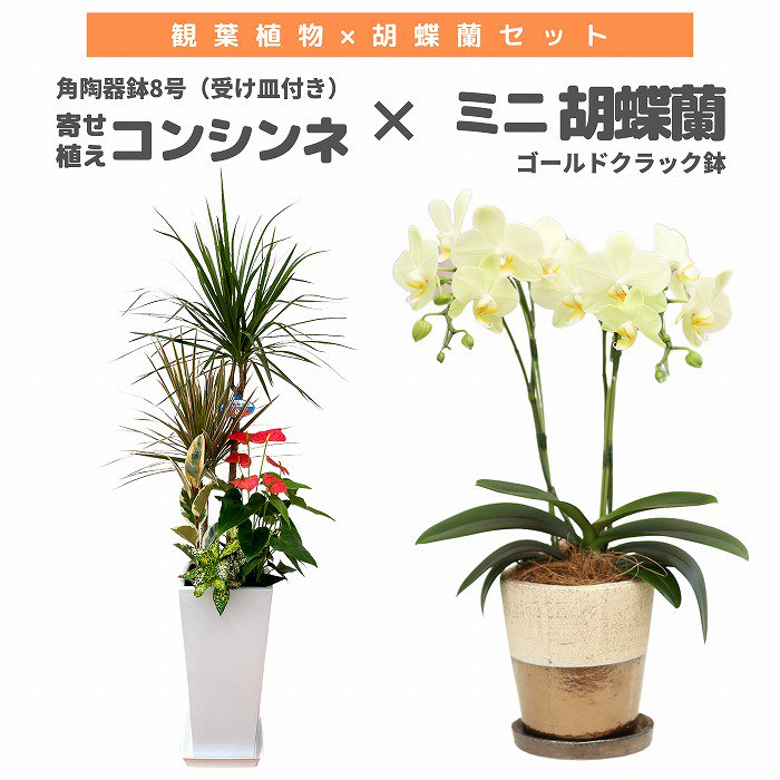 観葉植物と胡蝶蘭セット 寄せ植え(コンシンネ)8号(陶器鉢・受け皿付き