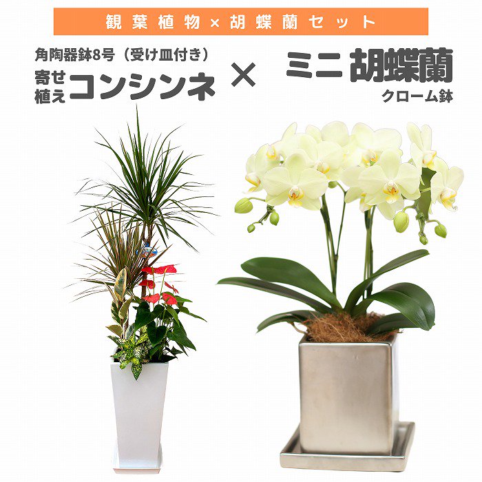 観葉植物と胡蝶蘭セット 寄せ植え(コンシンネ)8号(陶器鉢・受け皿付き)×ミニ胡蝶蘭(クローム鉢)‐サムライフラワー