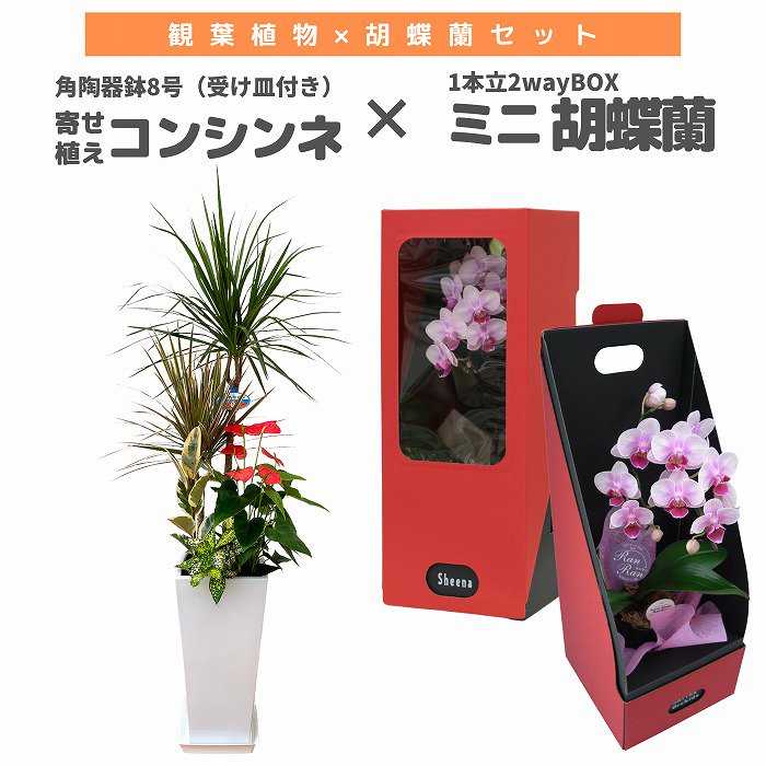 観葉植物と胡蝶蘭セット 寄せ植え(コンシンネ)8号(陶器鉢・受け皿付き)×ミニ胡蝶蘭(1本立2wayBOX入り)‐サムライフラワー