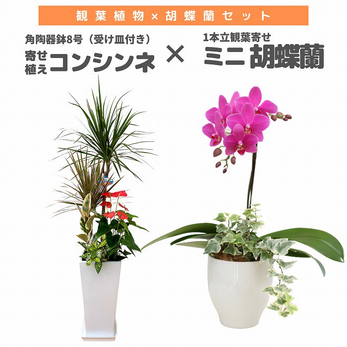 観葉植物と胡蝶蘭セット 寄せ植え(コンシンネ)6号(陶器鉢・受け皿付き)×ミニ胡蝶蘭(1本立観葉寄せ)‐サムライフラワー