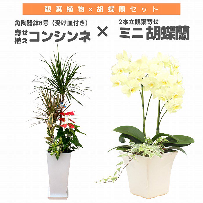 観葉植物と胡蝶蘭セット 寄せ植え(コンシンネ)6号(陶器鉢・受け皿付き)×ミニ胡蝶蘭(1本立観葉寄せ)‐サムライフラワー