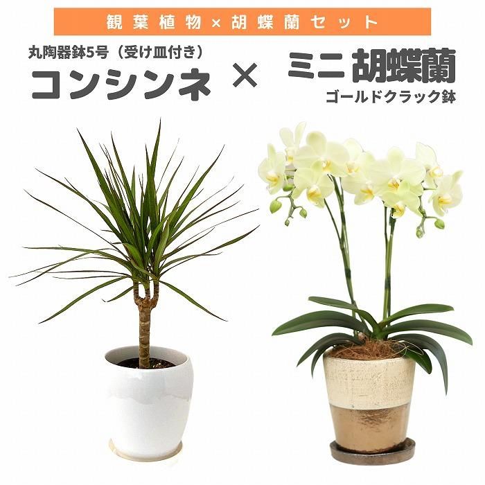 希少!!ミラクル苗3F3株陶器鉢付き　全国農業賞大賞受賞商品 希少!!ミラクル苗3F3株陶器鉢付き 全国農業賞大賞受賞商品