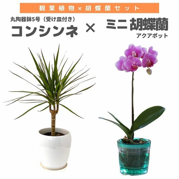 観葉植物と胡蝶蘭セット ガジュマル4号×ミニ胡蝶蘭(アクアポット