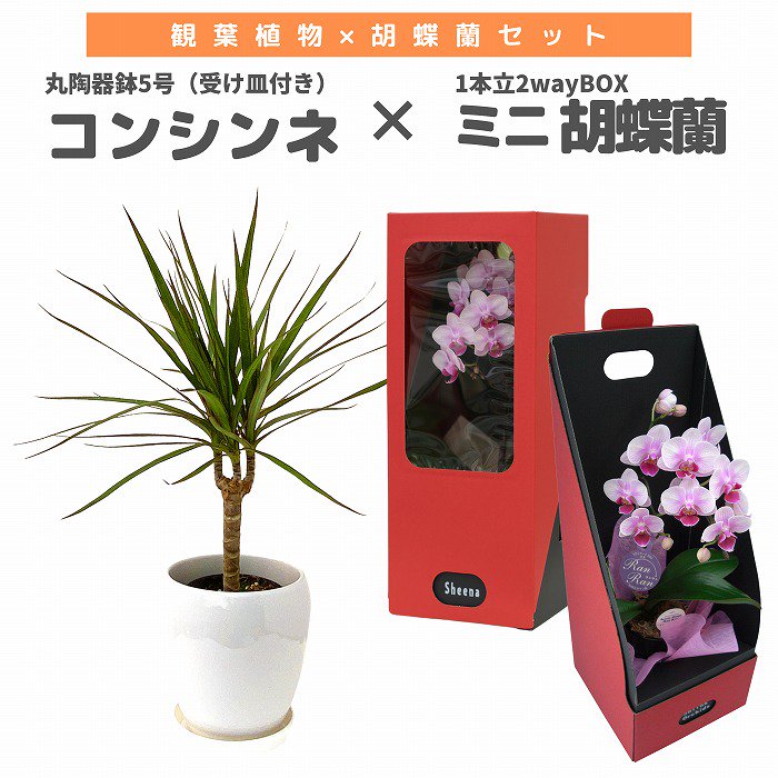 観葉植物と胡蝶蘭セット コンシンネ5号(陶器鉢・受け皿付き)×ミニ胡蝶蘭(2本立2wayBOX入り)