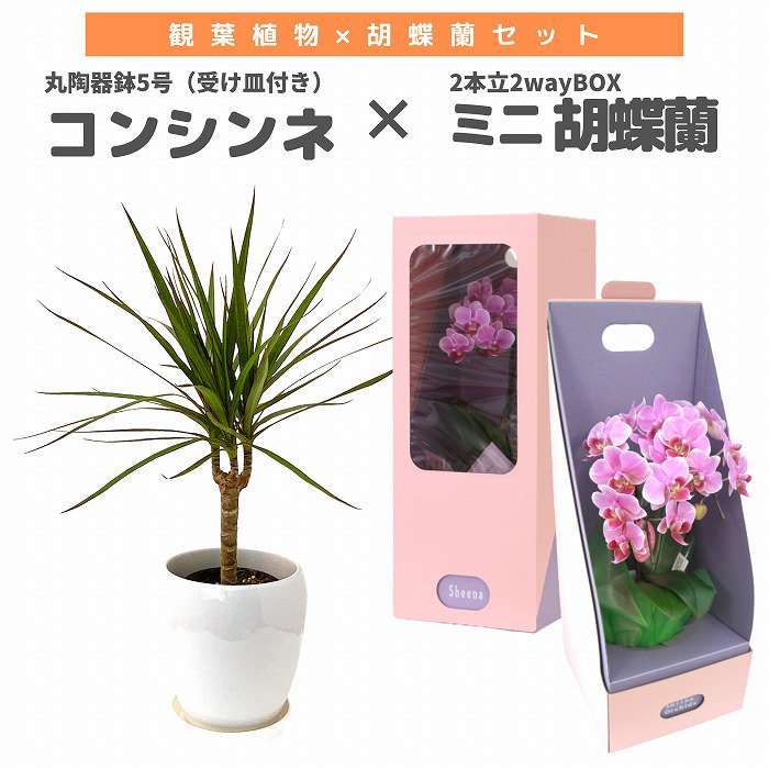 観葉植物と胡蝶蘭セット コンシンネ5号(陶器鉢・受け皿付き)×ミニ胡蝶