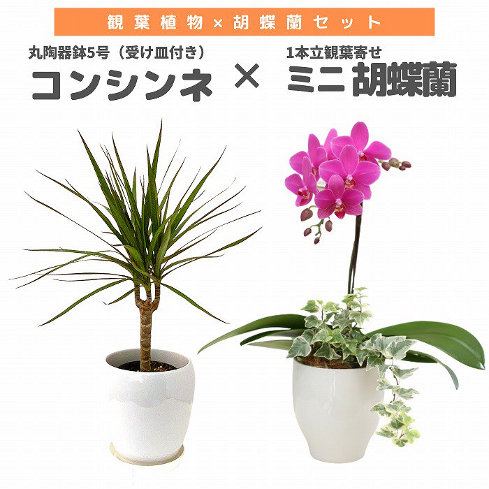 観葉植物と胡蝶蘭セット コンシンネ5号(陶器鉢・受け皿付き)×ミニ胡蝶