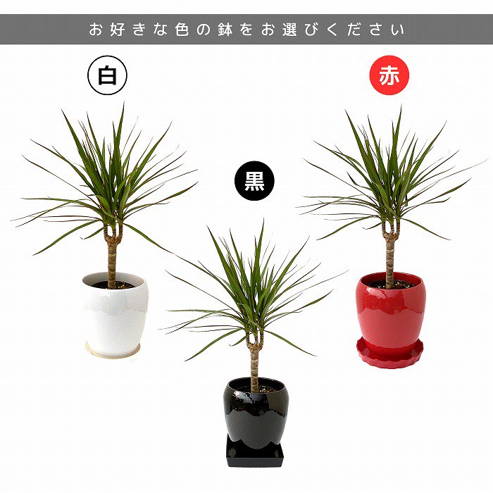 観葉植物と胡蝶蘭セット コンシンネ5号(陶器鉢・受け皿付き)×ミニ胡蝶