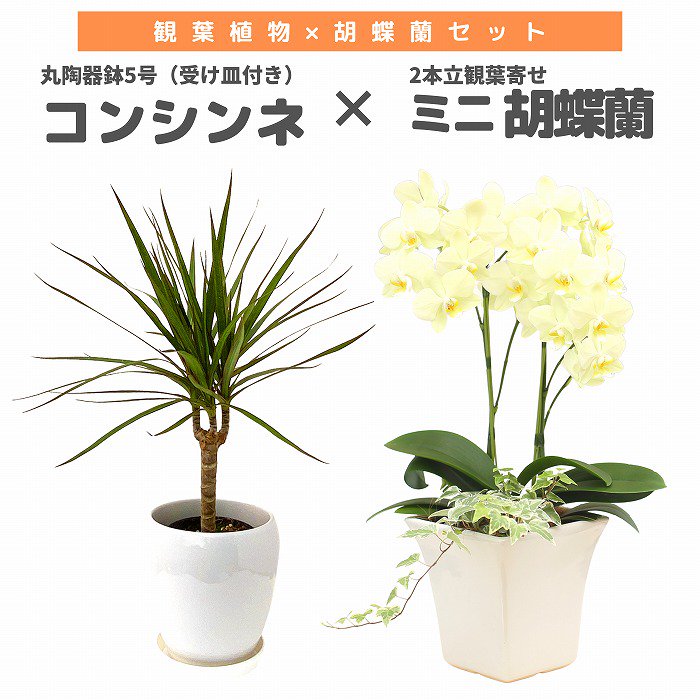 売れ筋介護用品も！ 大型観葉植物向け 植木鉢 胡蝶蘭鉢 おしゃれ鉢