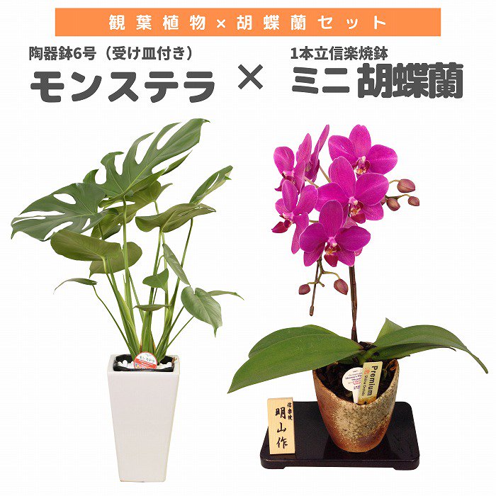 観葉植物と胡蝶蘭セット モンステラ6号(陶器鉢・受け皿付き)×ミニ胡蝶蘭(1本立信楽焼鉢)‐サムライフラワー