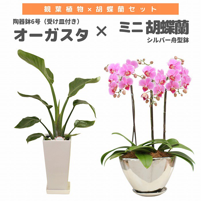 観葉植物と胡蝶蘭セット モンステラ6号(陶器鉢・受け皿付き)×ミニ胡蝶蘭(シルバー舟型鉢)‐サムライフラワー