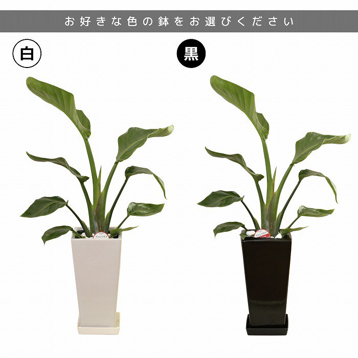 2023新発 植木鉢 胡蝶蘭鉢 6鉢セット 祝い花と供花の販売 園芸用品