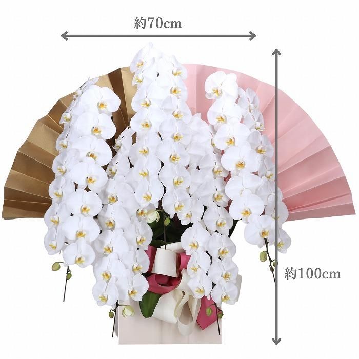 環境に配慮した胡蝶蘭 5本立 75輪以上｜周年・就任・上場・法人祝いに