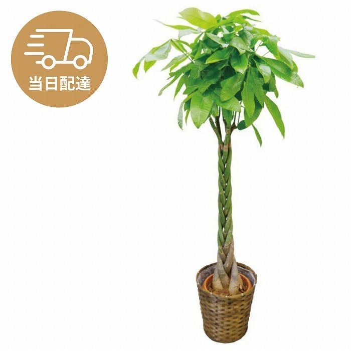 京都での手渡しのみ　パキラ10号　約190cm　現品販売　近畿はお届けも可能 京都での手渡しのみ パキラ10号 約190cm 現品販売 近畿はお届けも