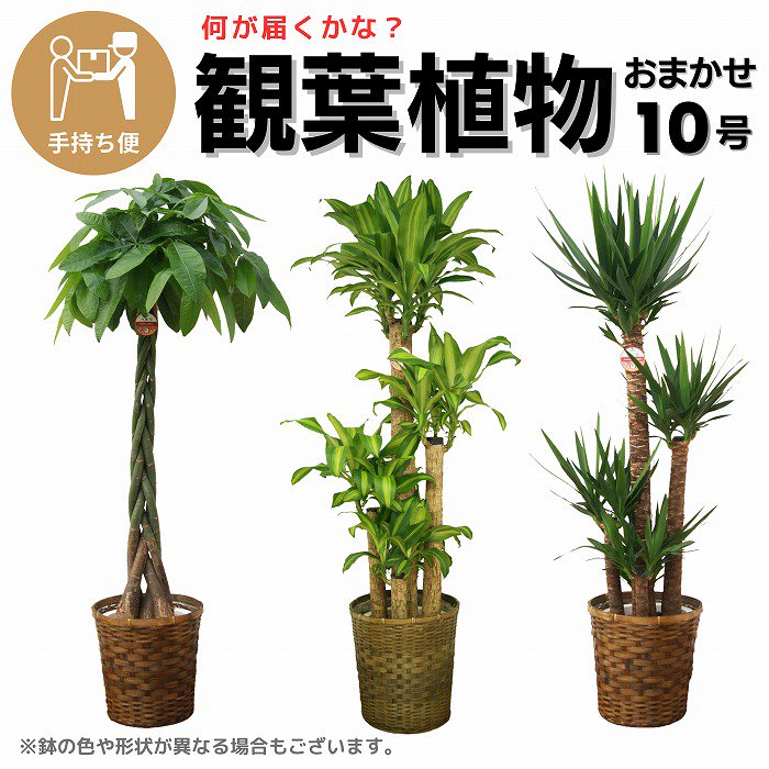 沖縄にお届けできる観葉植物 - 胡蝶蘭・スタンド花の通販｜サムライフラワー