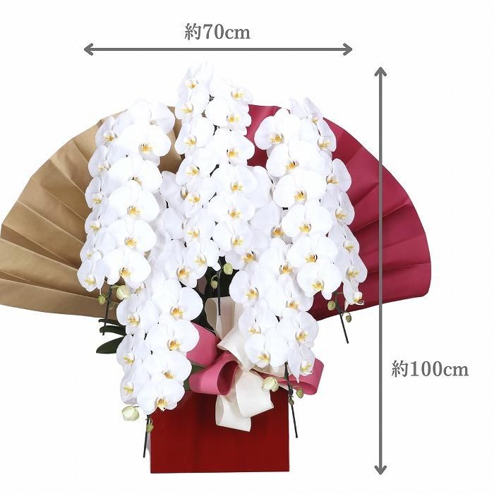 電報とお花】祝電(梅コース)とSDGs胡蝶蘭「フォアス」 5本立 白