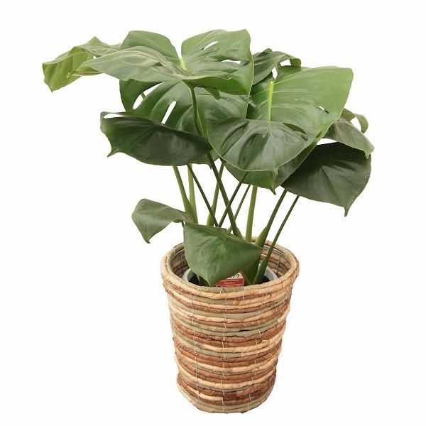 観葉植物】モンステラ6号 ミックスバスケットカバー付き‐サムライフラワー