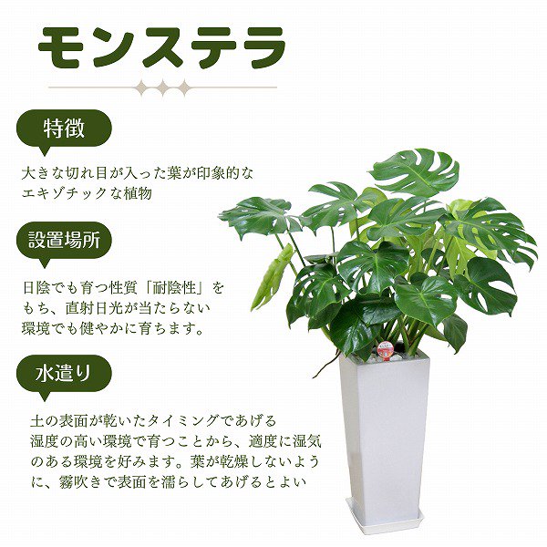 観葉植物 モンステラ5号(赤ラウンド陶器鉢・受け皿付き)