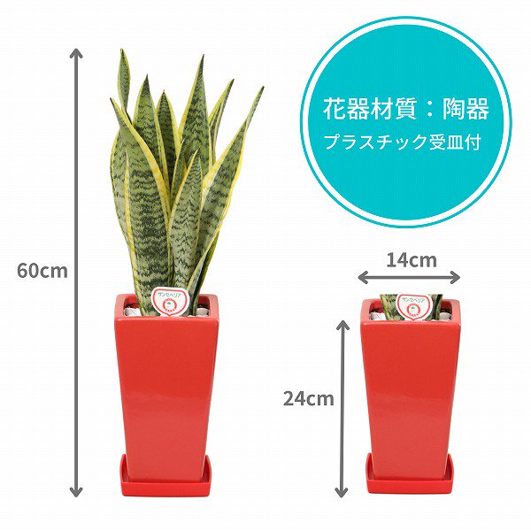 観葉植物】サンスベリア5号(赤角陶器鉢・受け皿付き)‐サムライフラワー