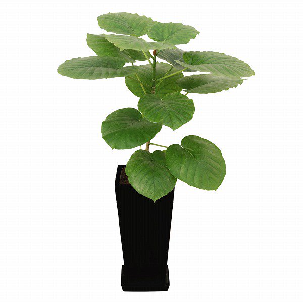 観葉植物 ウンベラータ7号(黒角陶器鉢・受け皿付き)‐サムライフラワー
