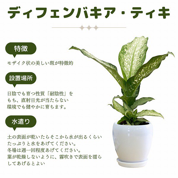 観葉植物】ディフェンバキア・ティキ5号(赤ラウンド陶器鉢・受け皿付き)‐サムライフラワー