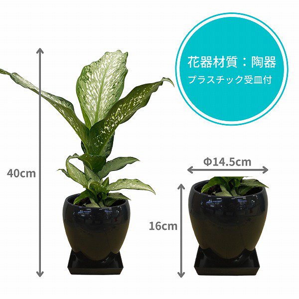 観葉植物】ディフェンバキア・ティキ5号(黒ラウンド陶器鉢・受け皿付き)‐サムライフラワー