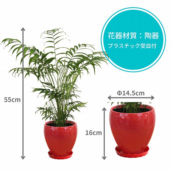 観葉植物】テーブルヤシ5号(赤ラウンド陶器鉢・受け皿付き)‐サムライフラワー