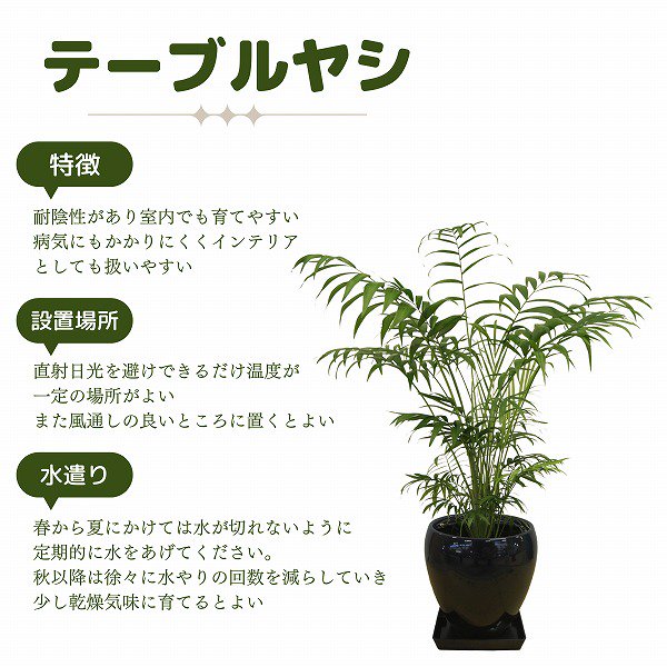 観葉植物】テーブルヤシ5号(赤ラウンド陶器鉢・受け皿付き)‐サムライフラワー