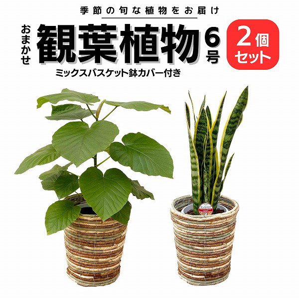 観葉植物】おまかせ 6号 2個セット ミックスバスケット鉢カバー付き-サムライフラワー