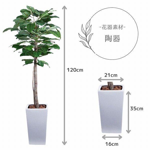 観葉植物ゴムの木 フランスゴムの木 まがり S | 観葉植物の通販 AND PLANTS