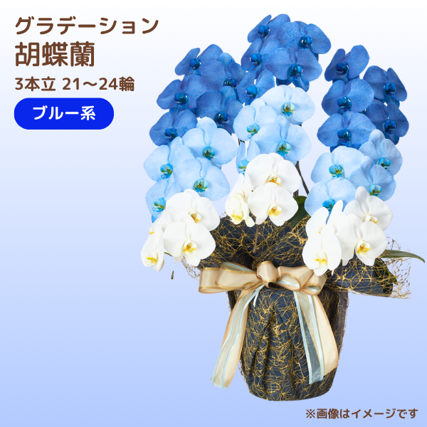 ǡĳ ֥롼 3Ω 2124ذʾ(ΤƤȭ)